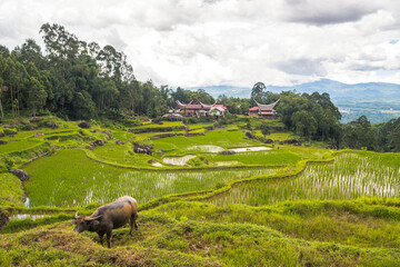 traditional village of tana toraja land, indonesia