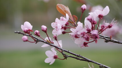 Fototapeta na wymiar Pink decorative cherry blossoms shot in spring