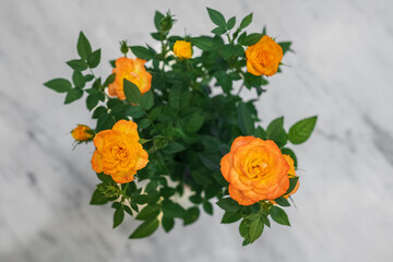 Garden miniature roses. Bright well-groomed flowers on light background. Summer bright colors. Orange Rose in full bloom