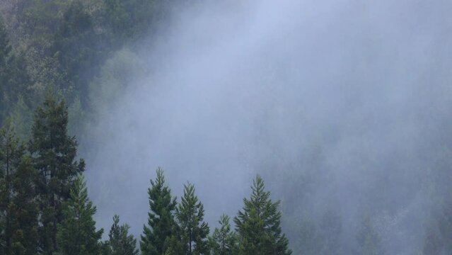 雨の日の森林　濃い霧	
