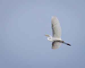 Great Egret flying over a pond near the Chesapeake Bay