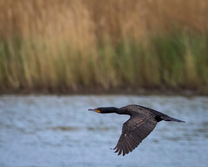 Cormorant in flight over a pond in the spring