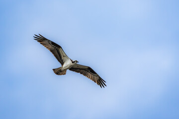 Osprey flying over a pond near the Chesapeake Bay