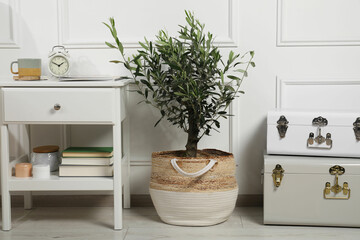 Beautiful young potted olive tree in living room. Interior element