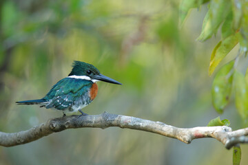 Green Kingfisher about to dive in river to catch fish