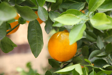 Fresh ripe orange growing on tree outdoors, closeup