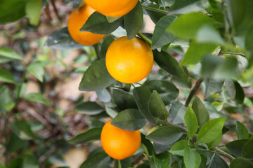 Fresh ripe oranges growing on tree outdoors
