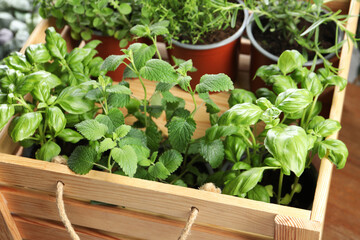 Different aromatic potted herbs in wooden crate on table, closeup