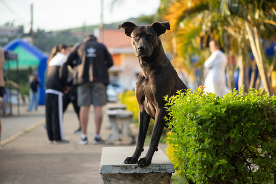 Um cachorro preto de olhos brilhantes posa para a câmera com ar de curiosidade e confiança. O fundo desfocado destaca a beleza e a expressão do animal, que parece estar pronto para uma aventura.