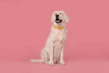 Cute Labrador Retriever dog with bow tie on pink background