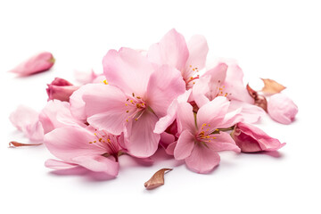 Fototapeta na wymiar Cherry blossom petals, japanese sakura flowers isolated on white background