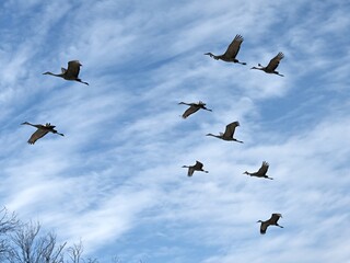Sandhill Cranes Flying