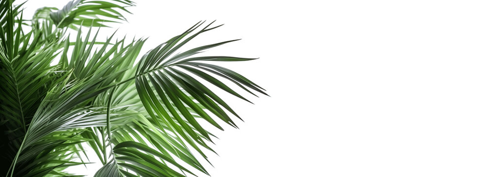 Palm tree leaf isolated on white or transparent background, palm leaves frame with space for text, tropical beach overlay mockup concept