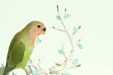 green parrot on a branch