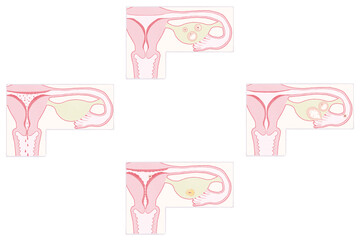 Phases of menstrual cycle diagram PNG