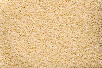 Carolina plantation rice texture background, closeup. South Carolina golden rice.