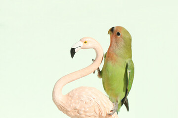 green parrot portrait