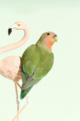 green parrot on a famingo