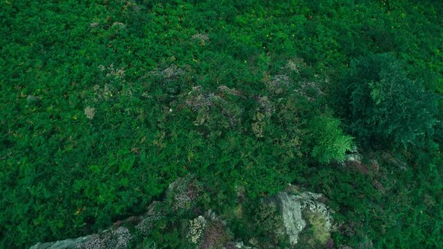 Dreamy Basque Country Euskadi mountain and forest 4K drone
