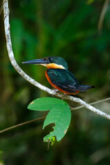 Green-and-rufous Kingfisher about to dive in river to catch fish