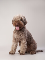 spanish water dog on a beige background. Funny curly pet. Lagotto romagnolo