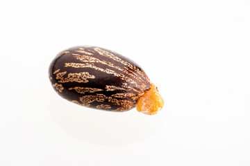 Organic castor seeds and fruits - Ricinus communis