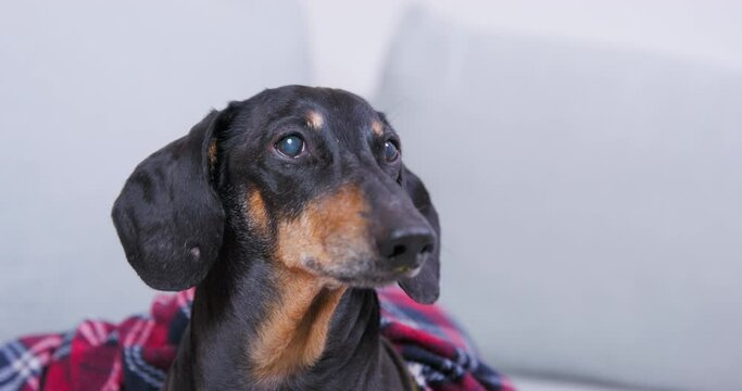 Old tired dog covered with blanket barks with dull look. Dachshund awake dissatisfied looks around confused. Adult dog lies blurred vision on sofa covered with blanket, rests, recovers from illness 