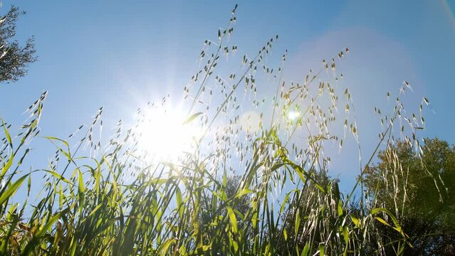 Low-angle shot, under the sun, the green oat seedlings are about to mature.