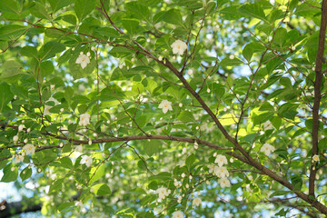 エゴノキの花
