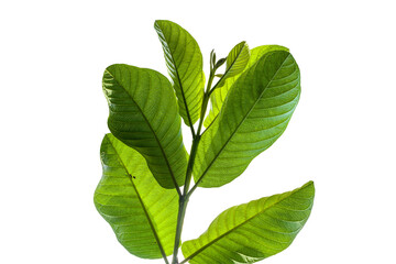 Guava plant shoots are fresh green leaves with whitish young shoots