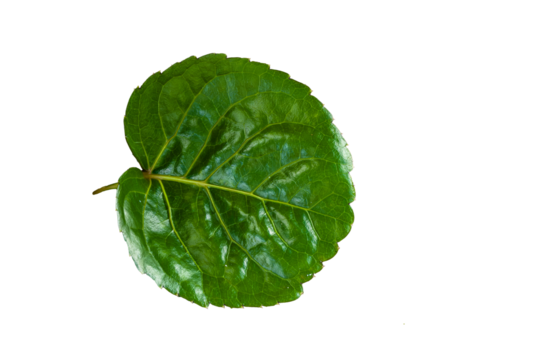 The shoots of the Polyscias scutellaria plant, which have round