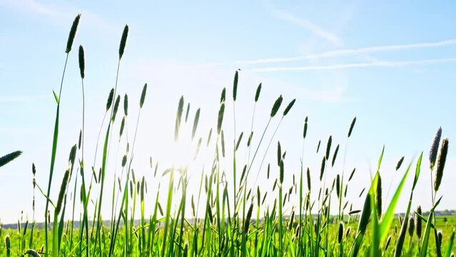 Under the blue sky, green Setaria viridis swaying in the wind