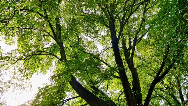 Panning upward, low-angle shot of a lush tree