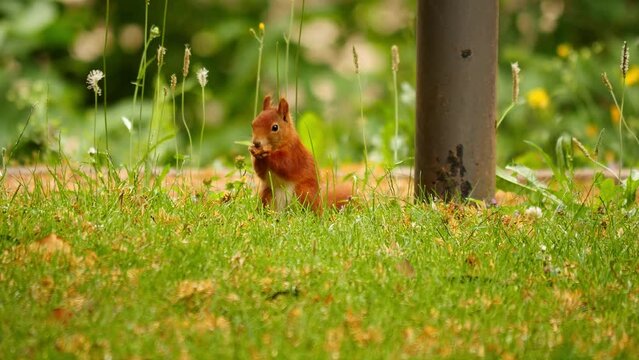 Camera fixed, a cute squirrel eating pine nuts, close up