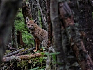 Zorro en el bosque
