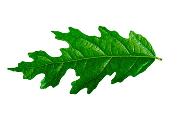 A leaf of a Euphorbiaceae plant that is uniquely shaped in green