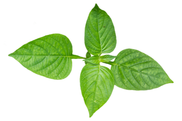 Green heart-shaped Chinese Violet plant shoot