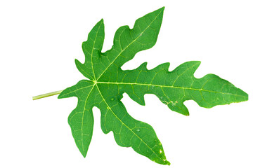 Papaya plant leaves with jagged and green leaf edges