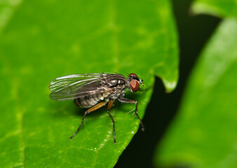 Flesh Fly (Sarcophaga bercaea) isolated and roosting on a leaf during the night in Houston, TX.