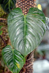 Detail of a new leaf on Philodendron sodiroi, with silver variegation, a climbing aroid plant © Paul Atkinson