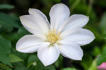 Clematis 'Candida' is an early large-flowered, semi-woody, climbing vine