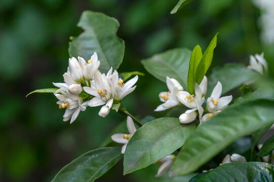 Scented white flowers of the Japanese Mikan tree, Citrus unshiu, a tree in the satsuma orange family