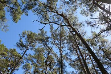 trees and sky
