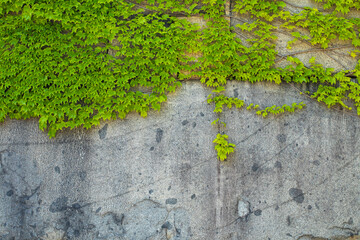 background texture surface cement walls with green maple in spring season