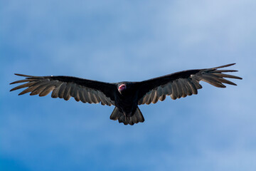 Jote de cabeza colorada (Cathartes aura) volando