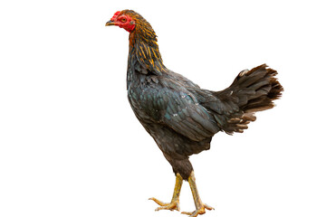 A black female free-range chicken with orange and black neck