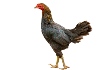 A black female free-range chicken with orange and black neck