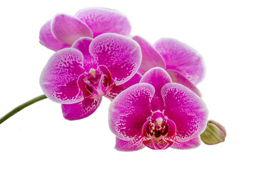Fototapeta na wymiar Closed up of Moth Orchid or moon orchids that are blooming in a combination of purple; pink and white