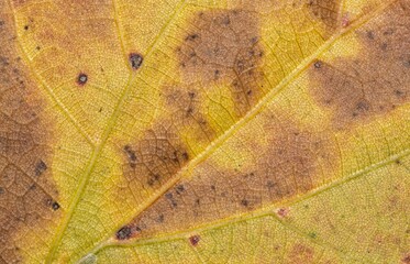 Single dead oak leaf, detailed macro with discoloration, markings and spots on surface area. Abstract fall leaves background image.