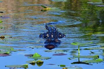 American Alligator - Alligator mississippiensis - swimming amidst water lilies in Anhinga Trail in Everglades National Park, Florida.